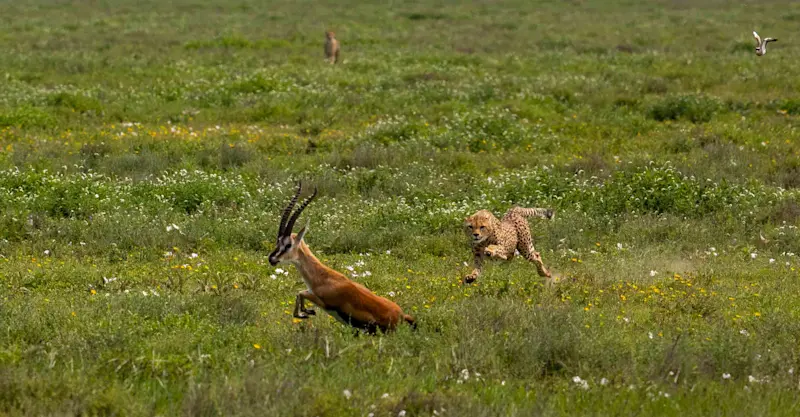 Gazelle and Cheetah, Serengeti National Park, Tanzania. 