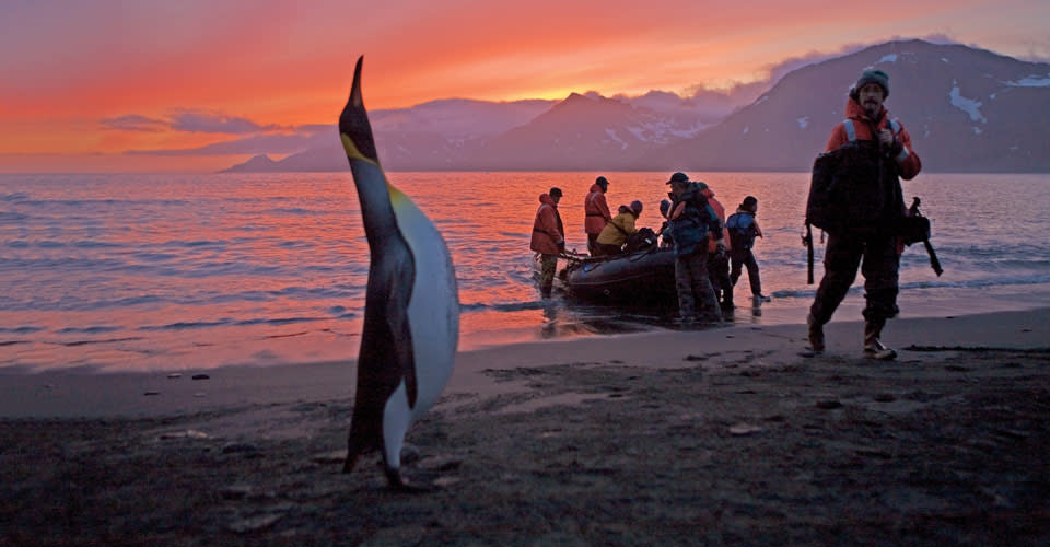 Travelers disembark a Zodiac near a king penguin, St. Andrews Bay, South Georgia Island.