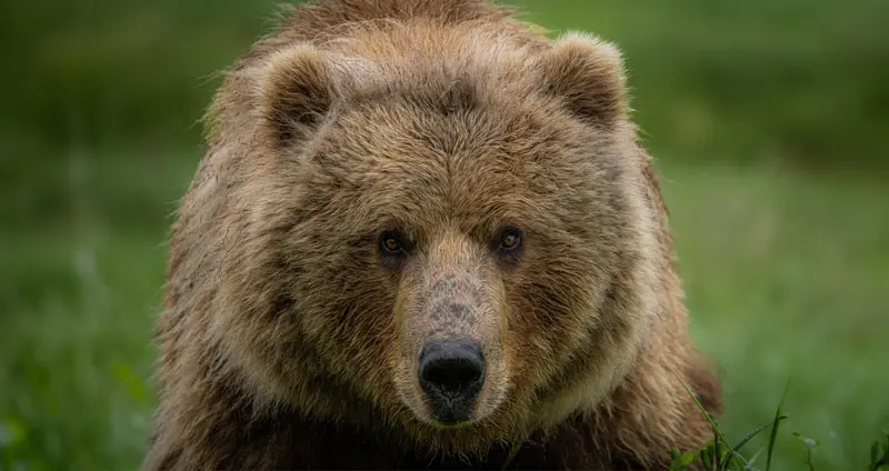 Brown bear, Nat Hab's Alaska Bear Camp, Lake Clark National Park, Alaska.
