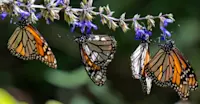 Monarch butterflies, El Rosario Butterfly Sanctuary, Angangueo, Mexico.