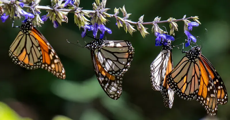Monarch butterflies, El Rosario Butterfly Sanctuary, Angangueo, Mexico.
