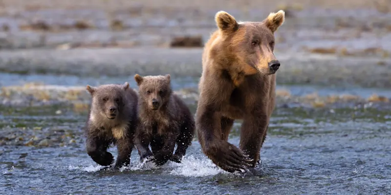 Brown bear with cubs, Katmai National Park & Preserve, Alaska.
