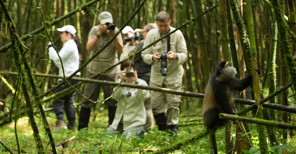 Nat Hab guests photograph golden monkey, Volcanoes National Park, Rwanda.