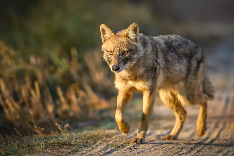 Golden jackal, Bandhavgarh National Park, India.