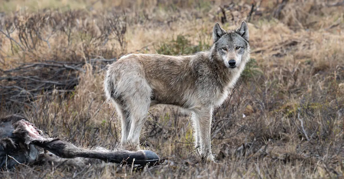 Wolf, Denali National Park.