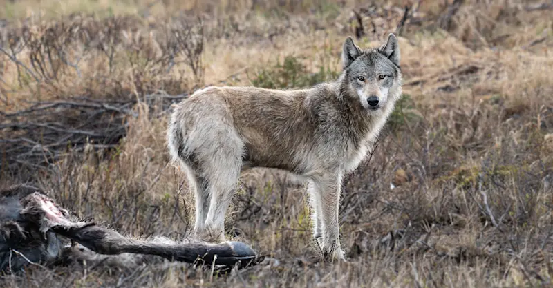 Wolf, Denali National Park