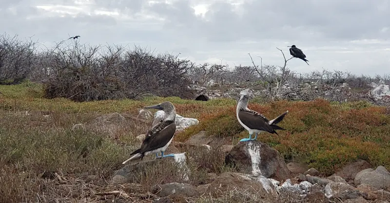Viewing blue-footed boobies in the Galapagos Islands. 