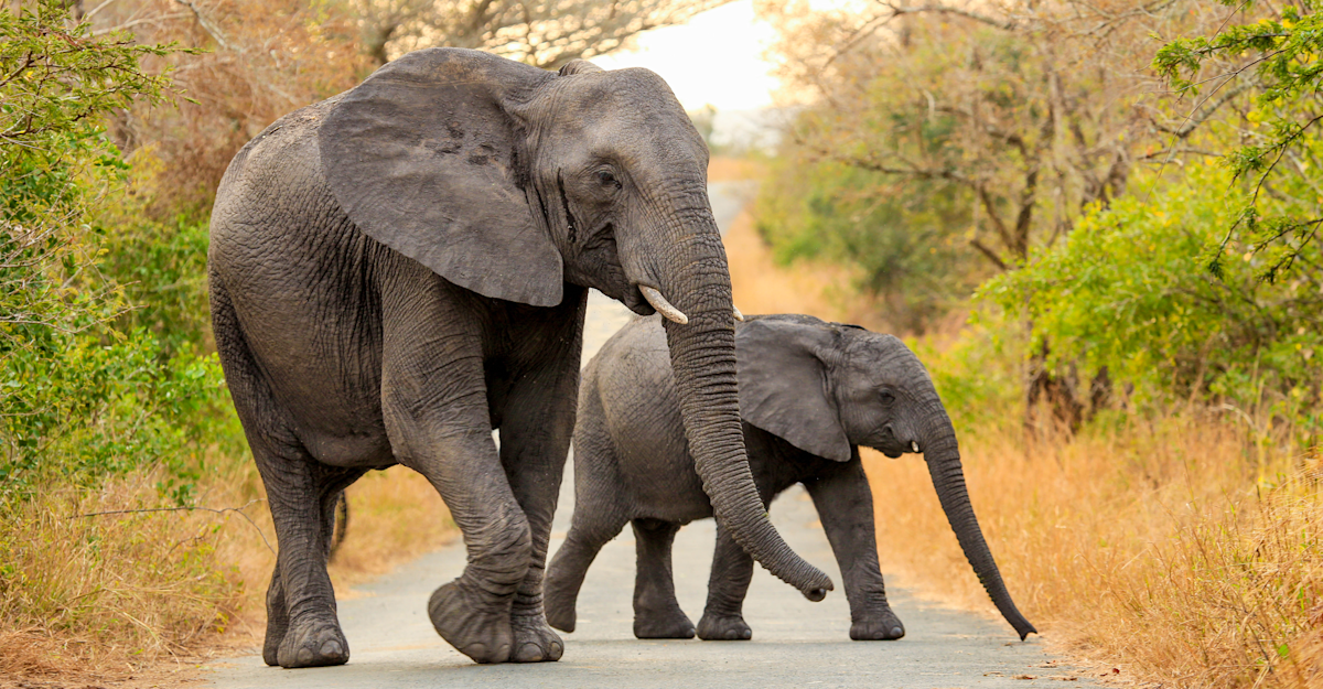 Elephant mother and baby in Hluhluwe-iMfolozi Park, South Africa.