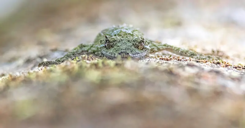 Northern Leaf-tailed Gecko, Malanda, Far North Queensland