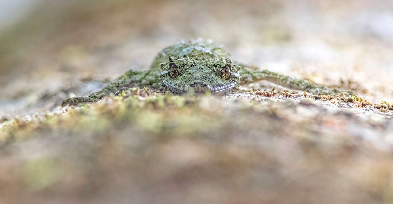Northern Leaf-tailed Gecko, Malanda, Far North Queensland
