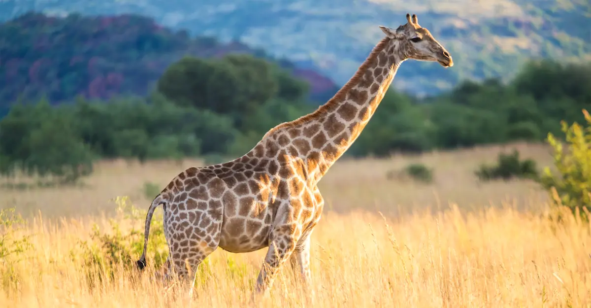 Giraffe, South Africa.