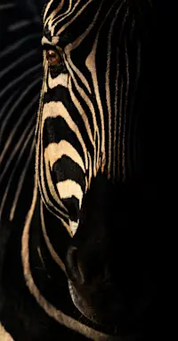 Zebra Portrait, Welgevonden Game Reserve, South Africa
