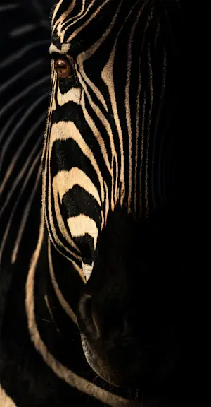 Zebra Portrait, Welgevonden Game Reserve, South Africa