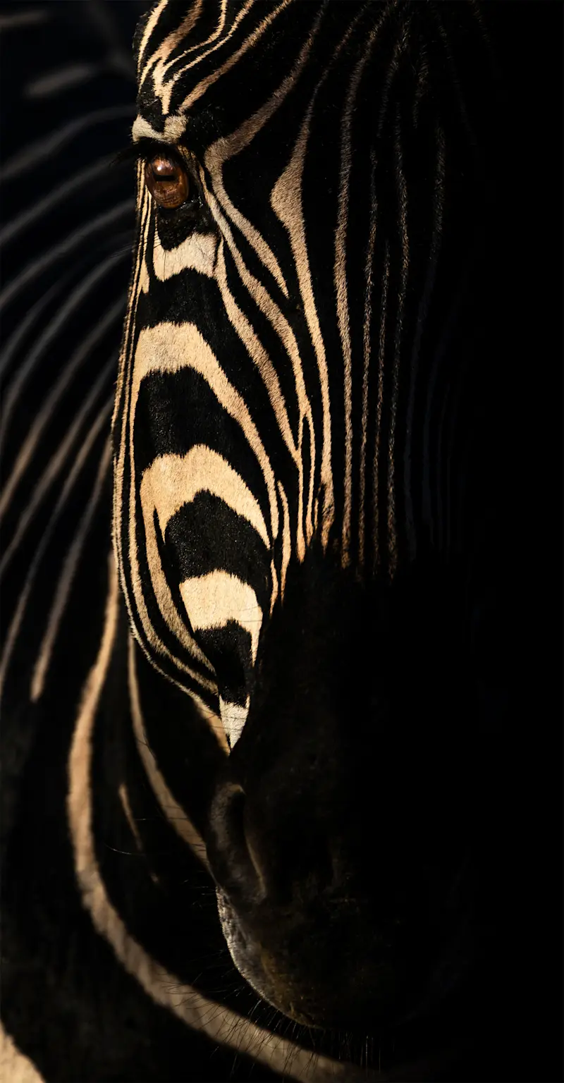 Zebra Portrait, Welgevonden Game Reserve, South Africa