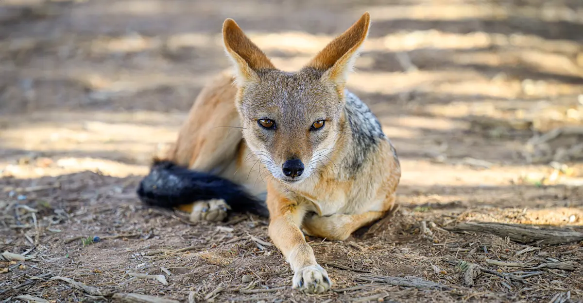 Black-backed jackal, Marataba Private Reserve, South Africa.