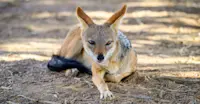 Black-backed jackal, Marataba Private Reserve, South Africa.
