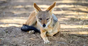 Black-backed jackal, Marataba Private Reserve, South Africa.