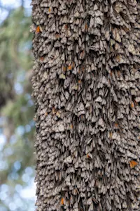 Monarch butterflies, Chincua Butterfly Sanctuary, Mexico.