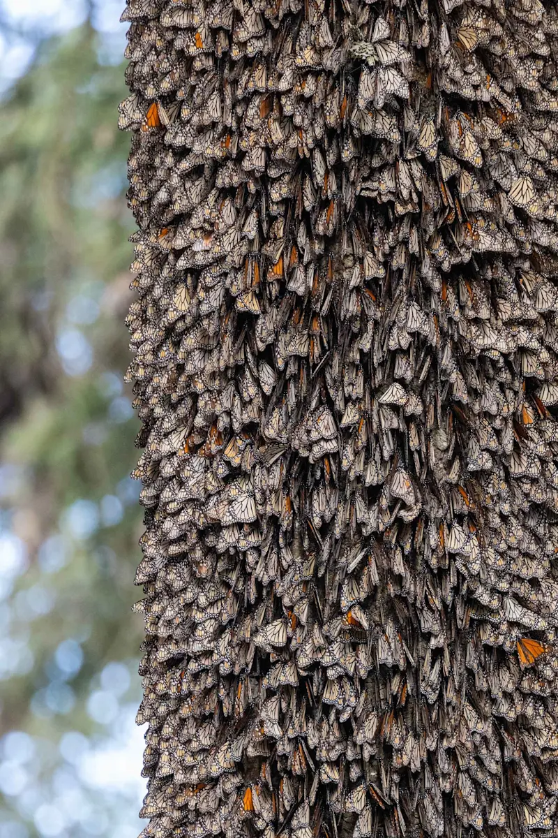 Monarch butterflies, Chincua Butterfly Sanctuary, Mexico.