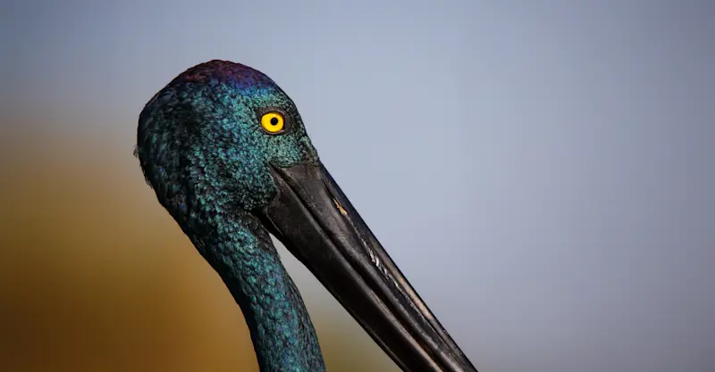 Black-necked Stork - Kakadu