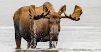 Bull moose, Denali National Park & Preserve, Alaska.
