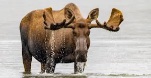 Bull moose, Denali National Park & Preserve, Alaska.