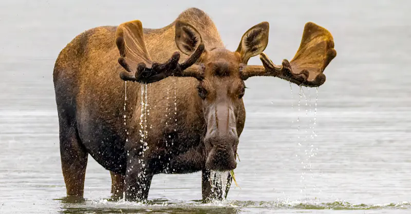 Bull moose, Denali National Park & Preserve, Alaska.