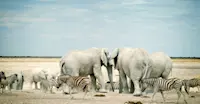 Zebras and elephants, Etosha National Park, Namibia.