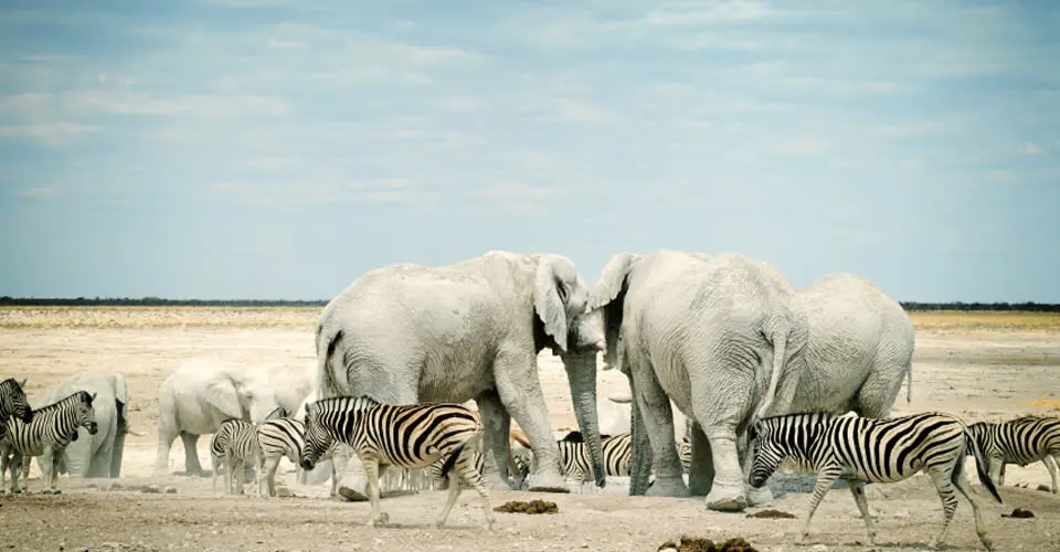 Zebras and elephants, Etosha National Park, Namibia.