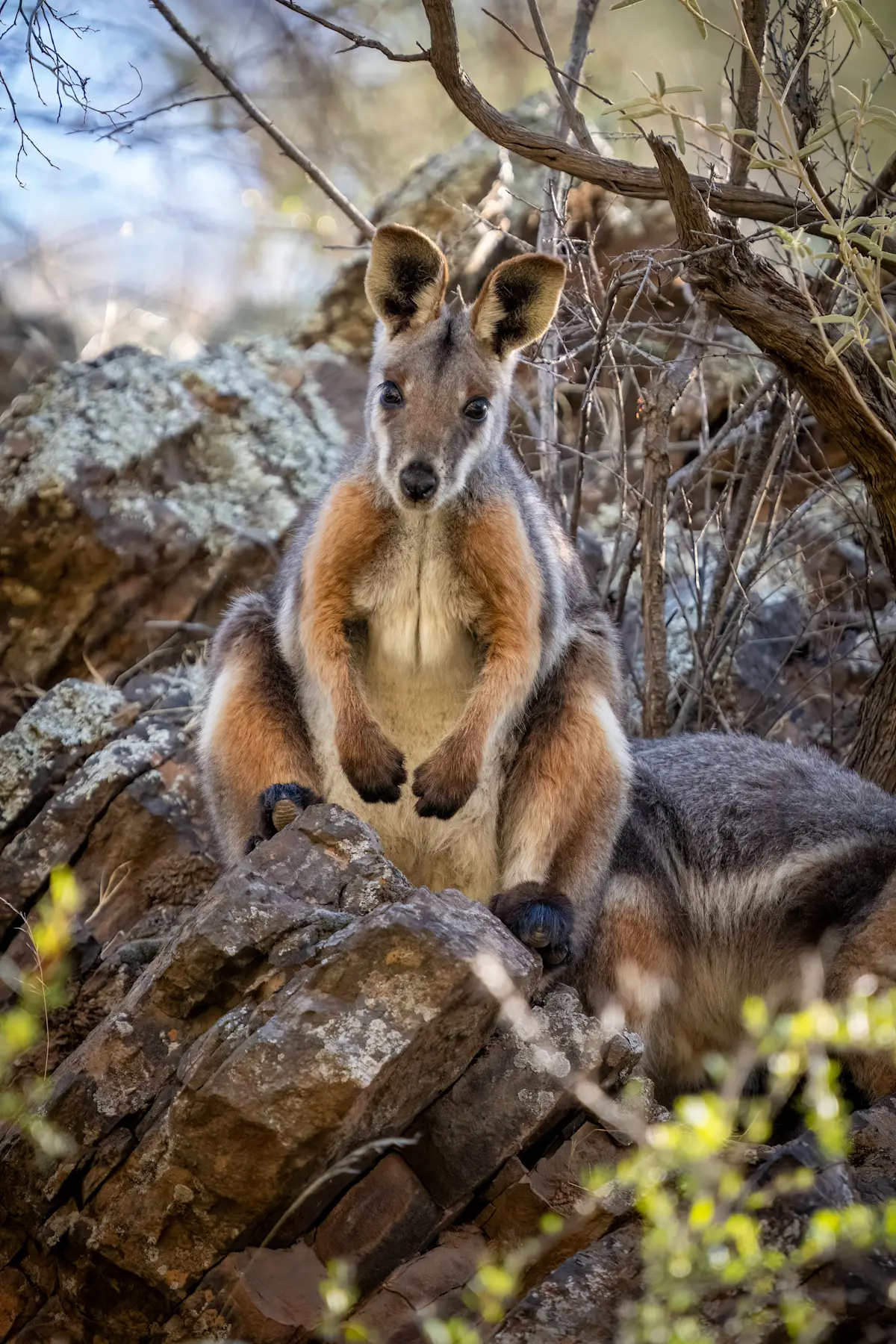 Wallaby, Australia.