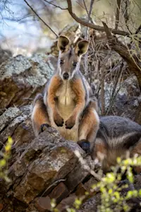 Wallaby, Australia.