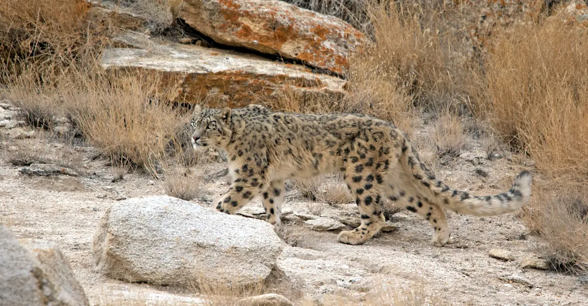 Snow leopard, Ladakh, India.