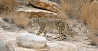 Snow leopard, Ladakh, India.