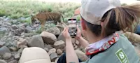 Capturing rare footage of these majestic cats in Ranthambore, India. 