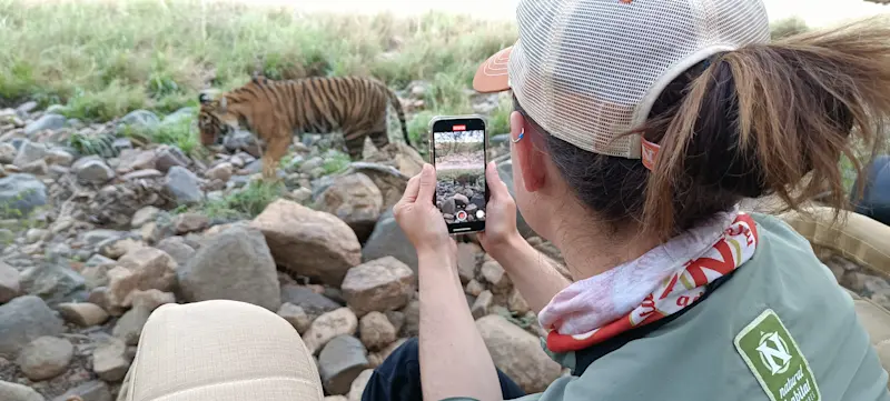Capturing rare footage of these majestic cats in Ranthambore, India. 
