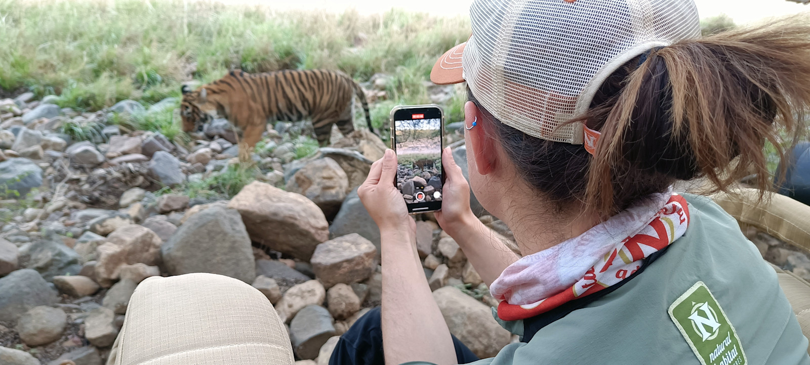 Capturing rare footage of these majestic cats in Ranthambore, India. 