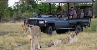 Lions, Okavango Delta, Botswana.
