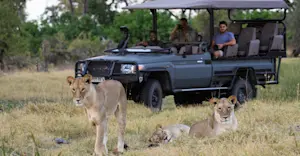 Lions, Okavango Delta, Botswana.