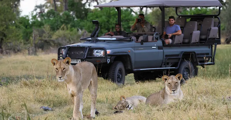 Lions, Okavango Delta, Botswana.