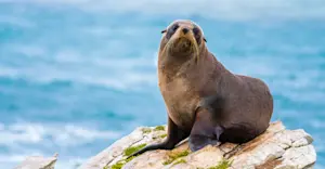 New Zealand Fur Seal, Catlins Coastal Region, New Zealand.