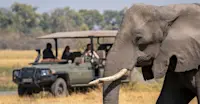 Elephant and Nat Hab guests, Madikwe Private Reserve, South Africa.