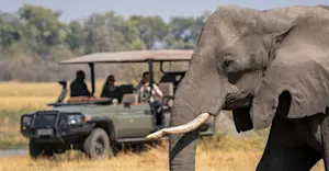 Elephant and Nat Hab guests, Madikwe Private Reserve, South Africa.