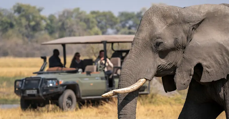 Elephant and Nat Hab guests, Madikwe Private Reserve, South Africa.