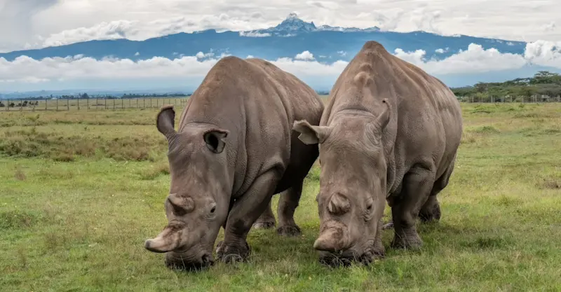 Najin and Fatu, the last two Northern White Rhinos, Ol Pejeta Private Conservancy, Kenya.