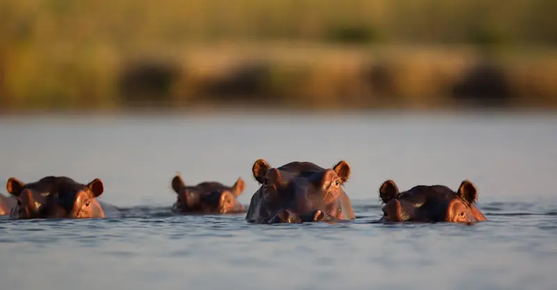 Hippos, Lower Zambezi National Park, Zambia.