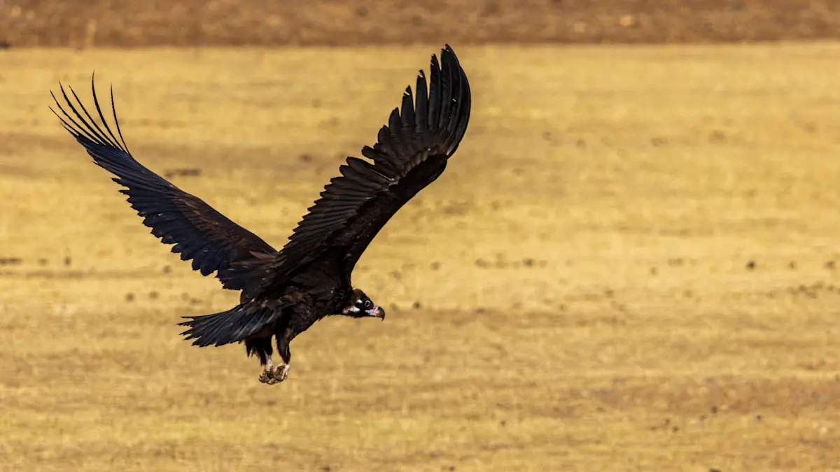 Cinereous vulture, Ikh Nart Nature Reserve, Mongolia.
