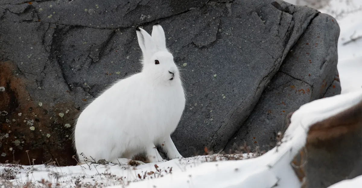 Arctic hare, Churchill, Canada.