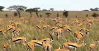 Thomson’s gazelles, Serengeti National Park, Tanzania.