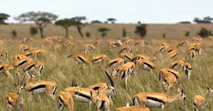 Thomson’s gazelles, Serengeti National Park, Tanzania.