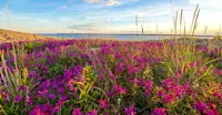 Wildflowers by the Hudson Bay, Churchill, Manitoba.